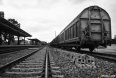 Rouf- Train