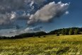 Field